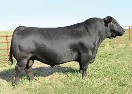 Angus Sire Final Answer